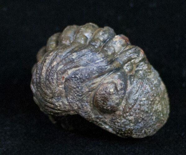 Enrolled Barrandeops (Phacops) Trilobite - Bumpy Shell #10599